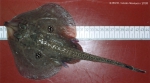 Rajiformes