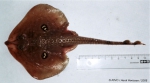Rajiformes