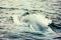 Blue whale (Balaenoptera musculus)