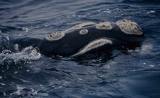 Southern right whale (Eubalaena australis)