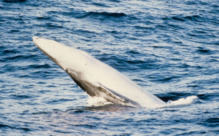 Bryde's whale (Balaenoptera edenii)