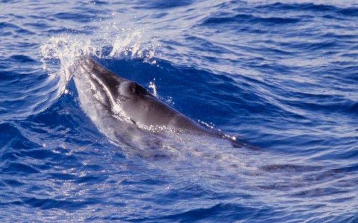 Pygmy right whale (Caperea marginata)