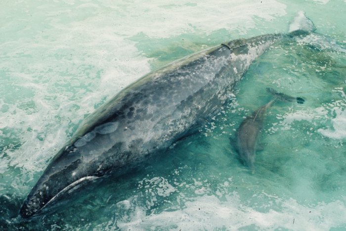 Young gray whale (Eschrichtius robustus) in captivity