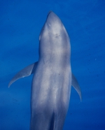 Melon-headed whale (Peponocephala electra) in the Philippines