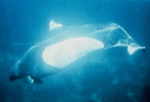 Dall's porpoise (Phocoenoides dalli)