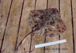 Elasmobranchii