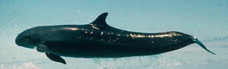 False killer whale (Pseudorca crassidens)