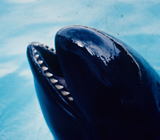 False killer whale (Pseudorca crassidens)