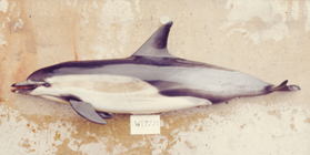 Short-beaked common dophin (Delphinus delphis) from California