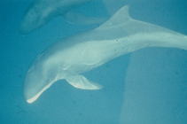 Pygmy killer whale (Feresa attenuata) in the eastern tropical Pacific