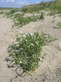 Sea Rocket, author: Claude Willaert