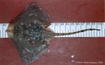 Rajiformes