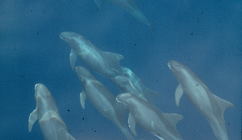 Pygmy killer whales (Feresa attenuata) in the eastern tropical Pacific