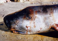 Stranded pygmy sperm whale (Kogia breviceps) - California, 1955