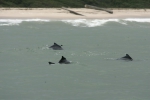 Atlantic humpback dolphins (Sousa teuszii) just outside the surf in West Africa