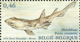 Scyliorhinus canicula