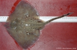Rajiformes