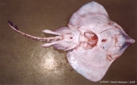 Rostroraja alba (Lacepe, 1803), author: RIVO/Henk Heessen/2005