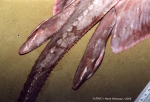 Rajiformes