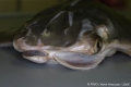 Elasmobranchii