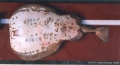 Elasmobranchii