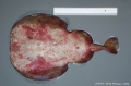 Torpediniformes