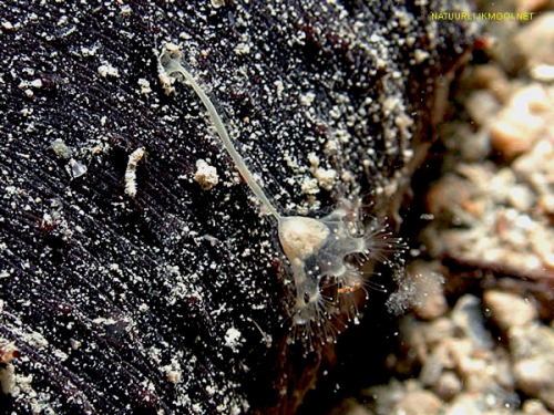 Stylocoronella riedli Stylocoronella riedli