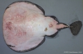 Elasmobranchii