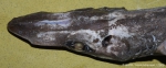 Pisces (fish)