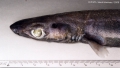 Squaliformes