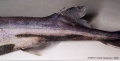 Squaliformes