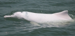 Indo-Pacific humpback dolphin (Sousa chinensis) in Hong Kong