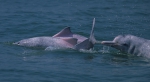 Indo-Pacific humpback dolphins (Sousa chinensis) in Hong Kong