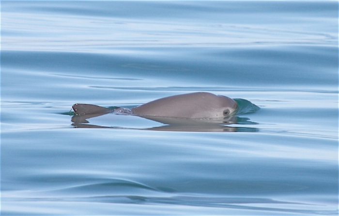 Vaquita (Phocoena sinus) in the Gulf of California, Mexico