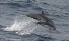 Striped dolphins (Stenella coeruleoalba) in the eastern tropical Pacific