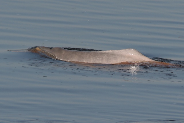 Amazon river dolphin (Inia geoffrensis)