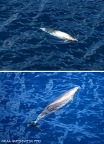 Pygmy beaked whale (Mesoplodon peruvianus)