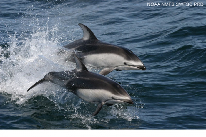 Pacific white-sided dolphins (Lagenorhynchus obliquidens)