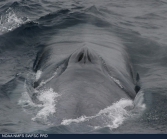 Blue whale (Balaenoptera musculus)