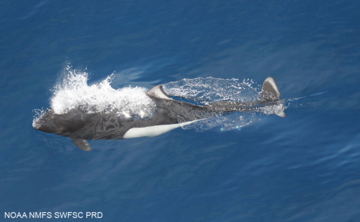 Dall's porpoise (Phocoenoides dalli)