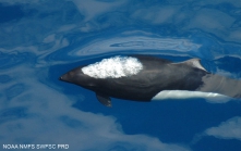 Dall's porpoise (Phocoenoides dalli)