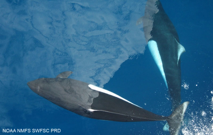 Dall's porpoise (Phocoenoides dalli)