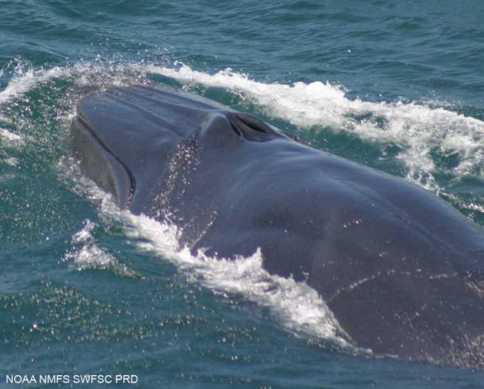 Bryde's whale (Balaenoptera edeni)