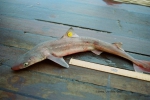 Squaliformes