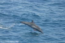 Long-beaked common dolphin (Delphinus capensis)