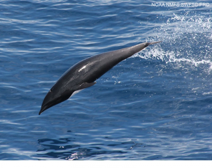 Northern right whale dolphin (Lissodelphis borealis)