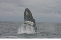 Humpback whale (Megaptera novaeangliae)