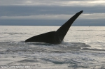 North Pacific right whale (Eubalaena japonica</I>)