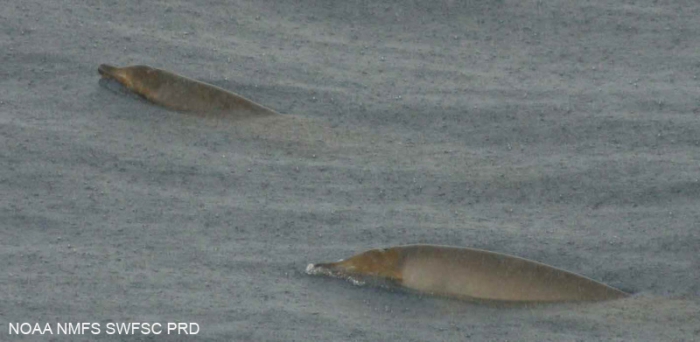 Pygmy beaked whale (Mesoplodon peruvianus)