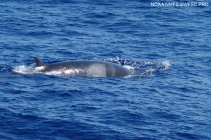 Common minke whale (Balaenoptera acutorostrata)